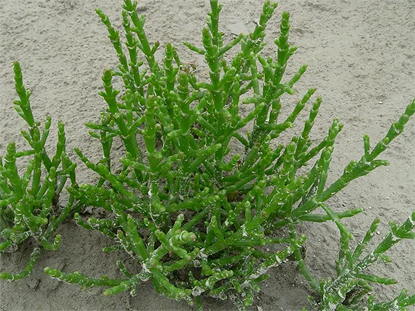 plant de salicorne
