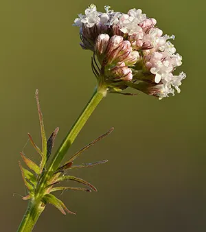 plant de valériane